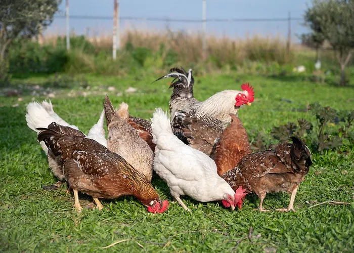 Paradisi Sea Escape Near The * 페러데이션